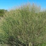 Baccharis spicata Hábito