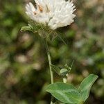 Trifolium baeticum