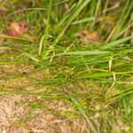 Juncus alpinoarticulatus Hábito