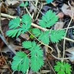 Dicentra canadensis ഇല
