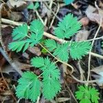 Dicentra canadensis Blatt