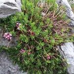 Daphne striata その他の提案