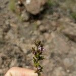 Micromeria herpyllomorpha Lapas