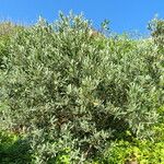 Olea europaea Лист