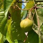 Vernicia fordii Fruit