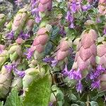 Origanum dictamnus Flower