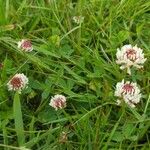 Trifolium occidentale Blomma