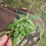 Crepis foetida Hoja