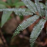 Adiantum terminatum Лист