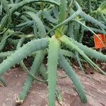 Aloe acutissima Hábito