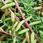 Sedum album Bark