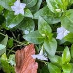 Vinca difformisফুল