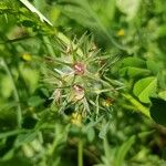 Trifolium stellatum Frucht