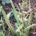 Echinochloa colonum Ffrwyth