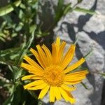 Buphthalmum salicifoliumFlower