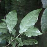 Cojoba valerioi Leaf