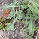 Crepis foetida Folla