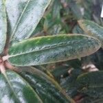 Rhododendron yakushimanum Leaf