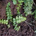 Asplenium foreziense Costuma