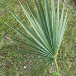 Sabal minor Leaf