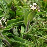 Arabis ciliata Leht