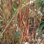 Cynosurus echinatus Libunga