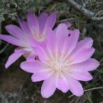 Lewisia rediviva Lorea