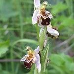 Ophrys apifera Fula
