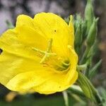 Oenothera glaziovianaFlower