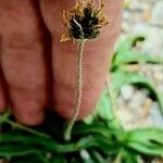 Plantago atrata Flower