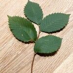 Ulmus laevis ഇല