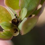 Portulaca granulatostellulata Лист