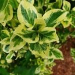 Euonymus japonicus ഇല