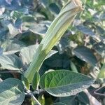 Datura inoxia Leaf