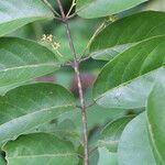 Combretum celastroides Blatt