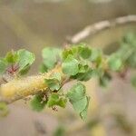 Commiphora schimperi Liść