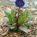 Meconopsis horridula Blodyn