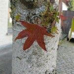 Liquidambar styraciflua叶