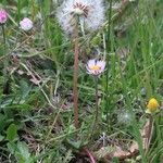 Taraxacum perincisum Flower