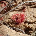 Drosera brevifolia Ліст