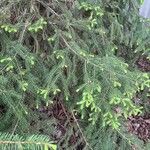 Picea orientalis Лист