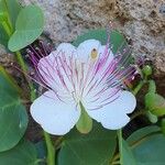 Capparis spinosa Λουλούδι