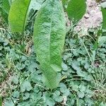 Rumex obtusifoliusFolha