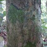 Apeiba glabra 樹皮