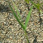 Phragmites australis Blatt