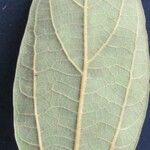 Cinnamomum tonduzii