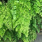 Adiantum raddianum Συνήθη χαρακτηριστικά