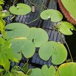 Nymphoides indica 整株植物