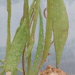 Disocactus phyllanthoides Liść