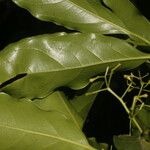 Ocotea viridiflora Ліст